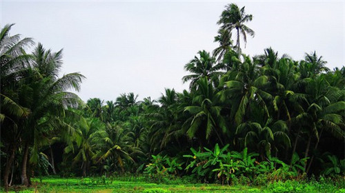 大刀豆炒肉末怎么炒（刀豆炒猪肉）
